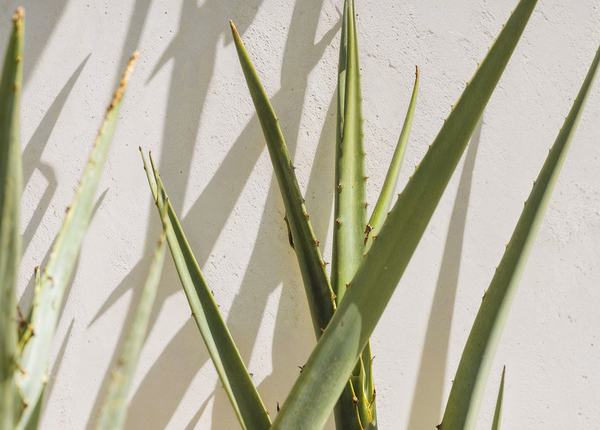 Aloe vera leaves against a sunlit white wall